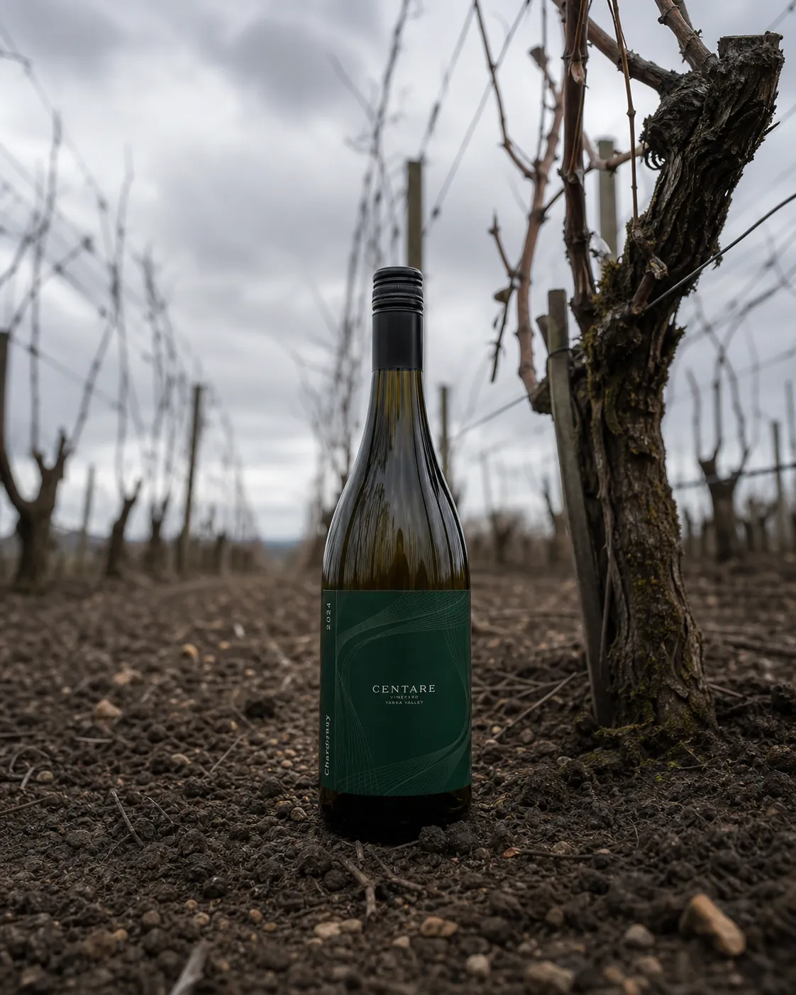 CENTARE Chardonnay bottle among bare high-density vine rows and gravel soil